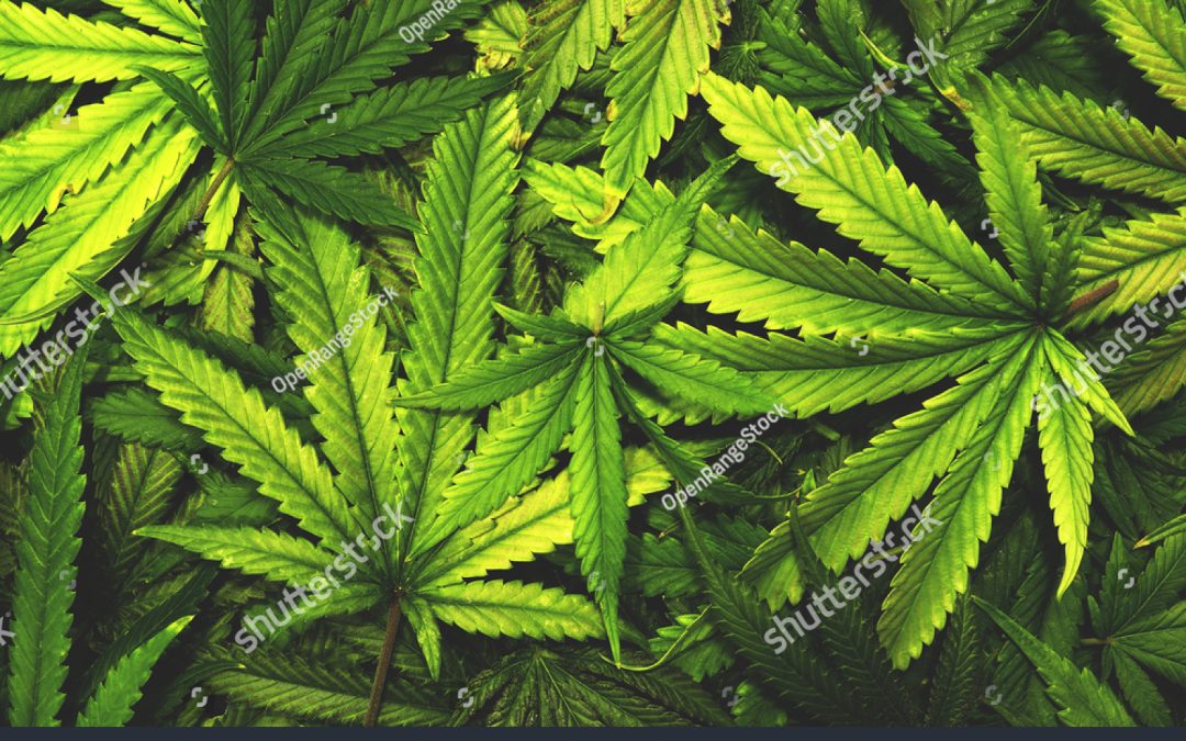 STJ: Tribunal concede liminares para permitir cultivo de Cannabis com fim medicinal sem risco de repressão